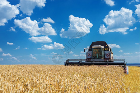 结合收割机在大片成熟小麦田上收割对抗白云的蓝天背景图片