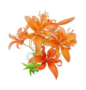 白底孤立的橙色百合花束图片