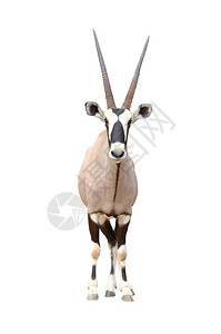 孤立的oryx图片