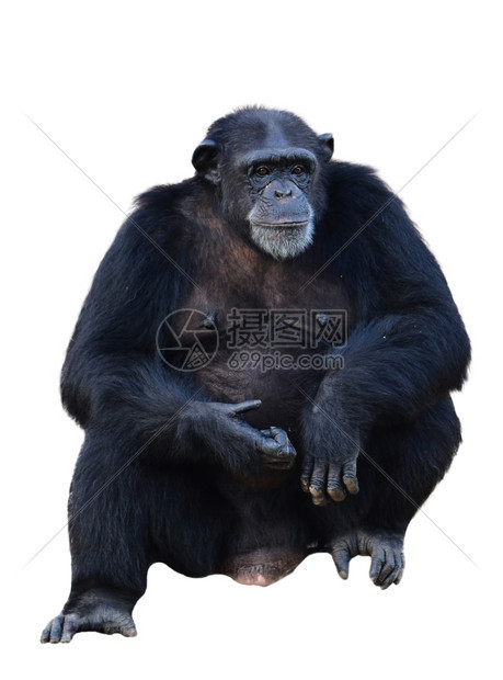 黑猩白底孤立的西米亚巨星图片