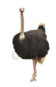 白色背景上孤立的ostrich图片