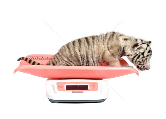 量体重的白老虎图片