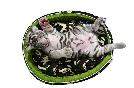 小老虎躺在床垫里图片
