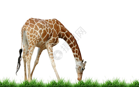 长颈鹿其绿草与白种背景隔绝图片