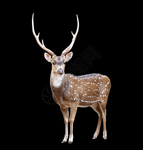 反刍动物的消化系统以黑色背景隔离的雄轴心鹿背景