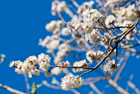 白樱花对着蓝天图片