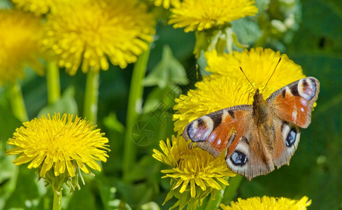 黄花朵上的孔雀蝴蝶图片