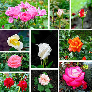 收集不同玫瑰花芽和开的图片图片