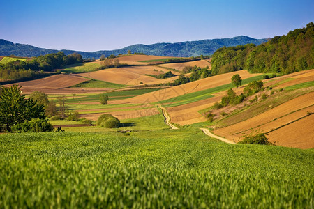 在克罗亚蒂的frigoje地区对田和草的景色图片