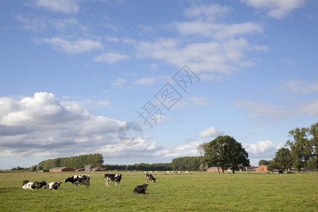 阴云的夏季在金色草地上的牛群图片