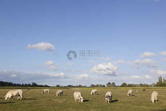 在阳光明媚的夏日下白牛在清阳和间草地的白牛中图片