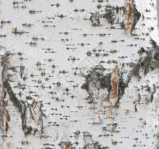 桦树的树皮纹理图片