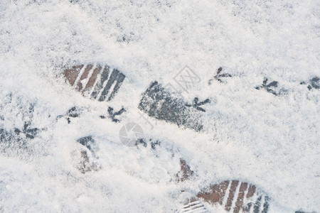 新鲜雪上鸟的踪迹图片