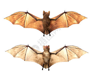 蝙蝠在白色背景上被隔离 3D连结图片