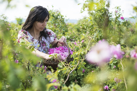 保加利亚花园背景