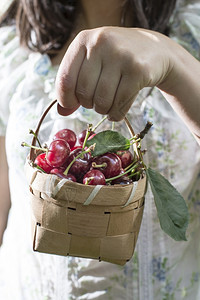 在植物园里采摘图片