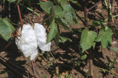 棉花植物关闭日光亮灰色图片