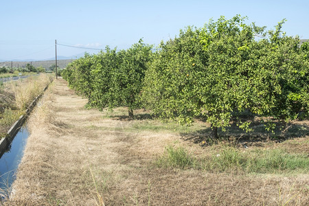 种植园的橙树农种葡萄图片
