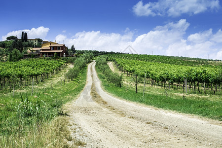 意大利托斯卡纳的葡萄园和农场道路图片