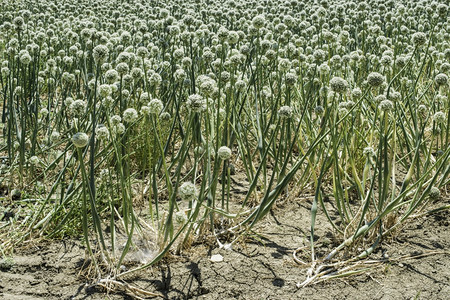 种植花生洋葱夏季时间图片