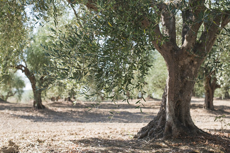 种植中的橄榄树图片
