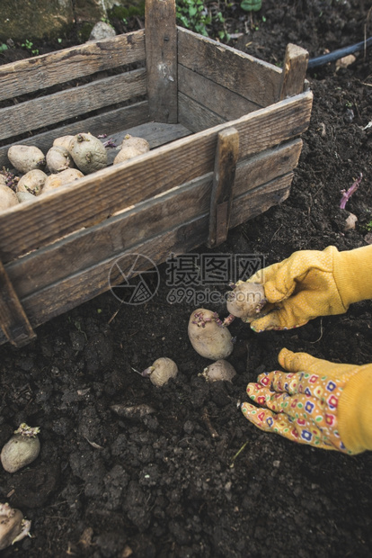 在小型生物园植种土豆图片