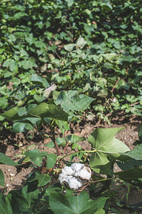 种植棉花绿叶开的棉甜图片