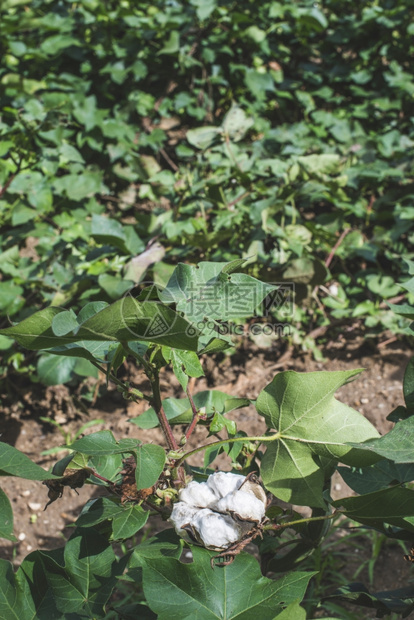 种植棉花绿叶开的棉甜图片