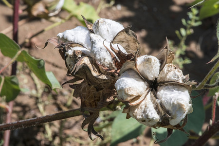 棉花植物关闭日光亮灰色图片素材