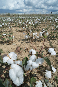 棉花植物田阳光明媚的一天图片