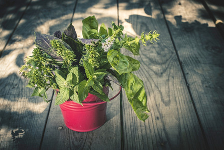 花园里的新鲜草药白天亮图片