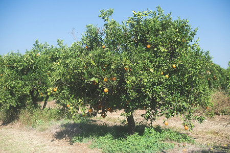 种植中的橙树图片