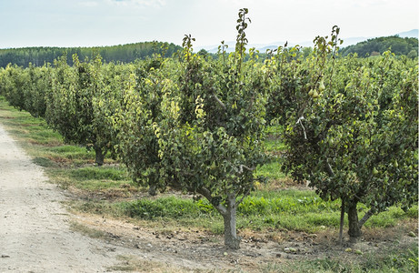 果园中的梨子树图片