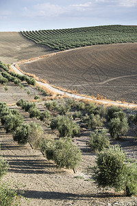 橄榄种植园的树和土路图片