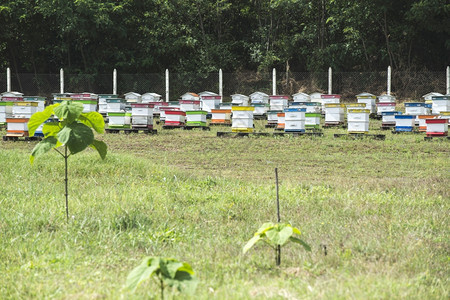 蜜蜂农场图片