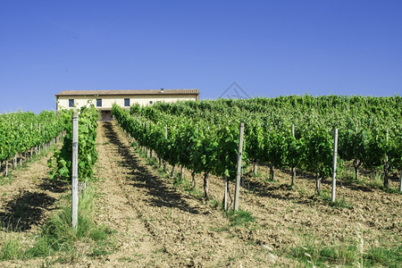 意大利tuscany的葡萄园和农舍图片