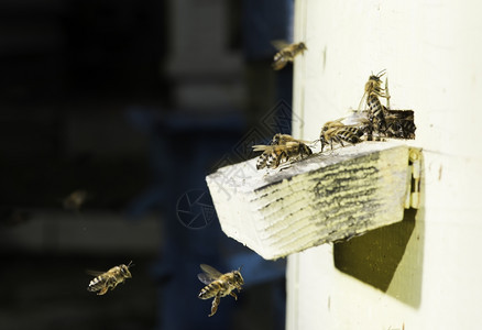 蜜蜂进入巢白窝图片