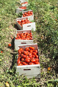 田地上用箱里挑的西红柿图片