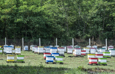 蜜蜂农场的和图片