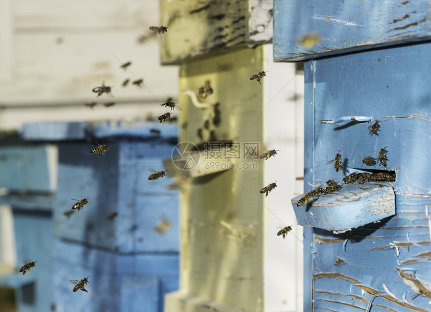 成群的蜜蜂飞向巢阳光照耀图片