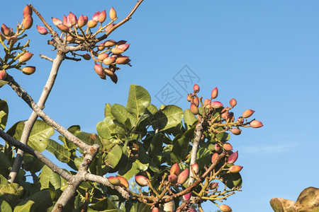 开心果树用水果把树枝封起来希腊图片