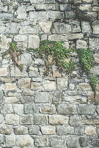 绿色吊挂植物和墙壁阳光图片