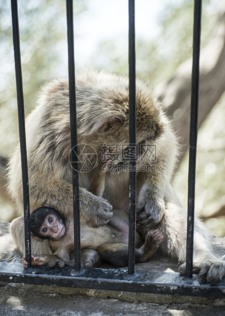 猴子宝和他的妈图片