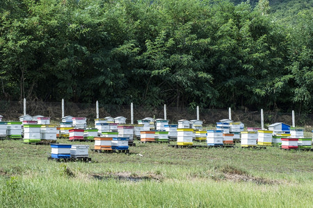 蜜蜂农场的和图片