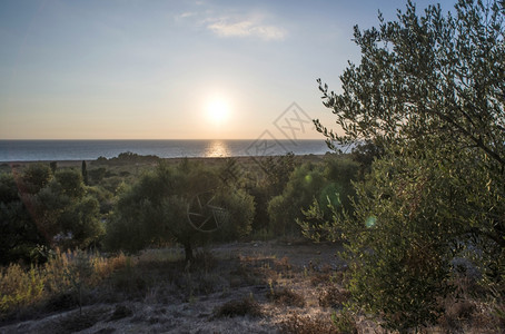 橄榄树和阳光种植园图片