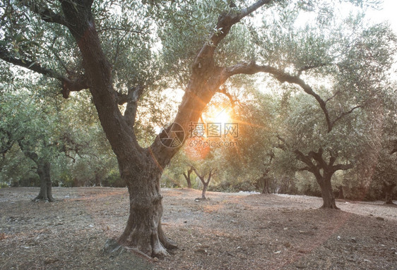 橄榄树和阳光种植园图片