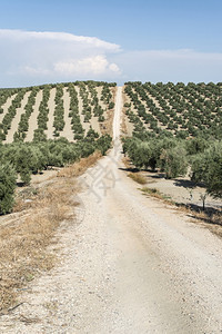 橄榄种植园的树和土路图片