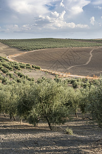 橄榄农场横排树和蓝天图片