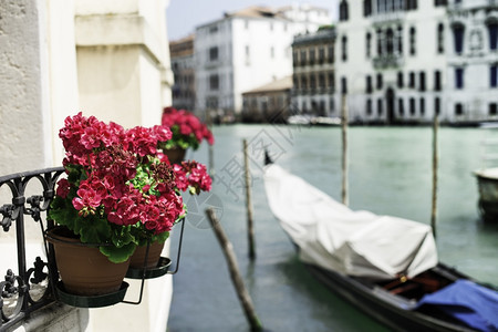 威尼斯的古代平底船前面有红花的花盆图片