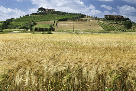 意大利塔斯卡纳谷物和农场图片